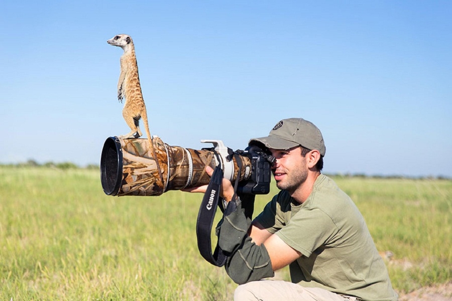 Meerkat With Camera