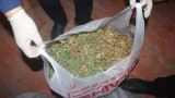 Қызылорда облысында ер адам ауласында марихуана өндірген