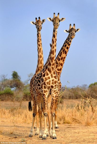 Замбияда үшбасты жираф кадрға түсіп қалды