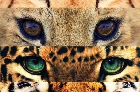 Гепард, леопард, пума, пантера, ягуар: қайсыбірі ҚАБЫЛАН?