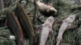 Сирек кездесетін балық түрлерін аулағандарға 12 миллион теңгеге жуық айыппұл салынды