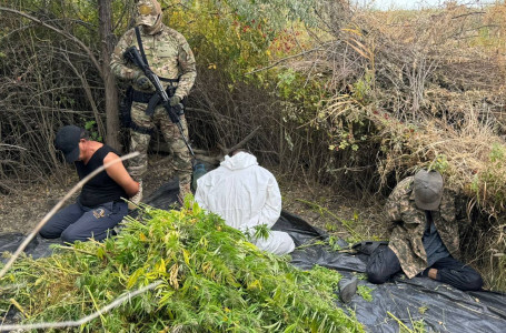 Қалың бұталардың ортасында есірткі өсірген үш ақтөбелік ұсталды