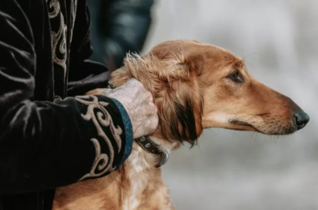 Ғалымдар тазы мен төбетті сақтап қалу үшін не істеп жатыр?