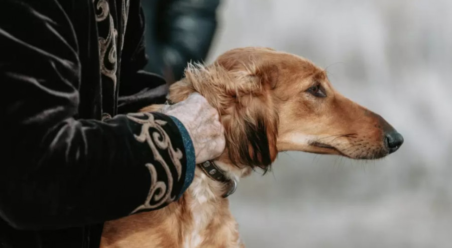 Ғалымдар тазы мен төбетті сақтап қалу үшін не істеп жатыр?