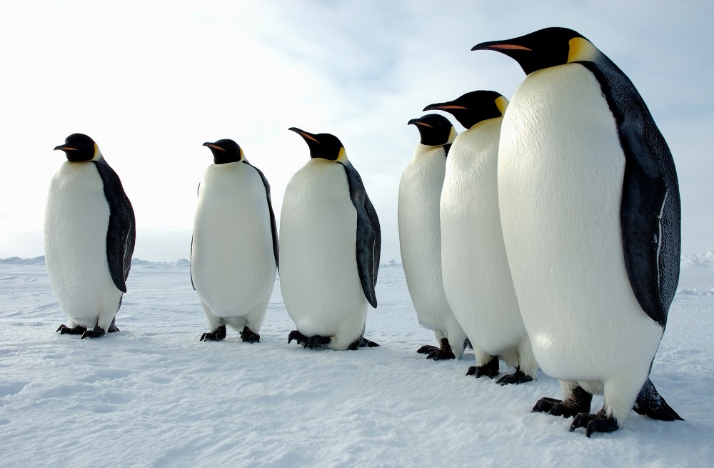 Пингвин – қанаты болса да, ұша алмайтын құс
