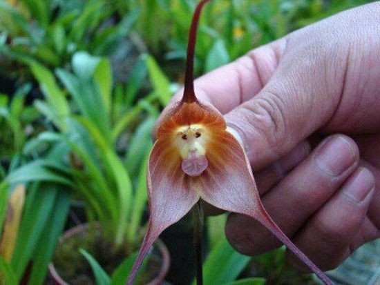 Маймыл орхидея