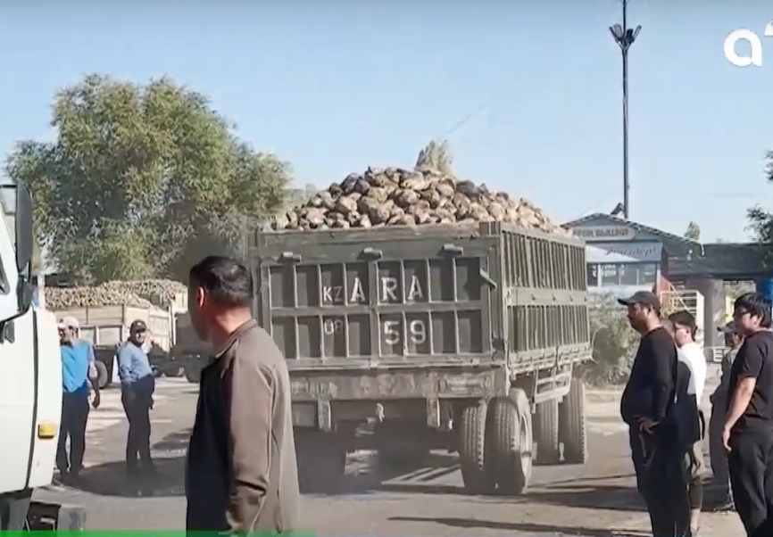 Жамбыл облысында рекордтық деңгейде шыққан қызылша шіріп кетуі мүмкін