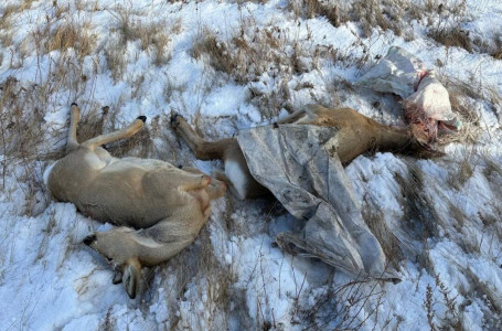 Павлодар облысында заңсыз аң аулаған браконьер қолға түсті  