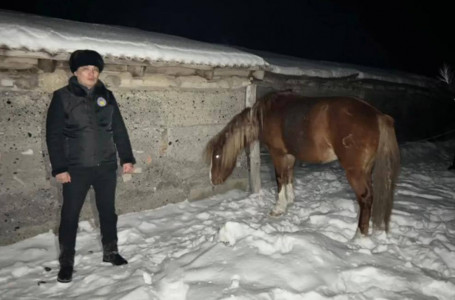 ШҚО-да 5 млн теңгенің малын ұрлаған күдікті ұсталды  