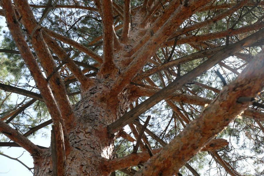 Алматының ботаникалық бағындағы құстар мен тиіндер азыққа зәру