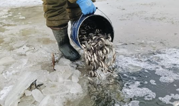 Атырау облысында 6,4 миллион балық шабағы құтқарылды