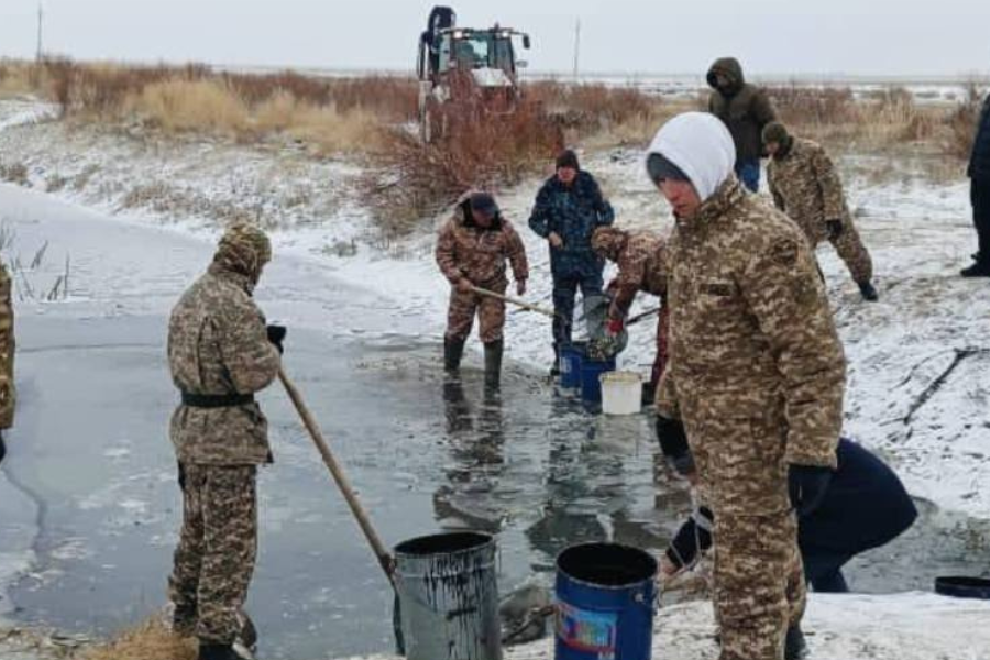 Атырау облысында балық қырылып жатыр: 9 миллионға жуық шабақ құтқарылды