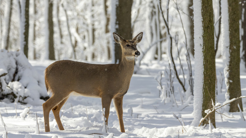 27 градус аяз, екпіні күшті жел: сәрсенбіде қай өңірлерде ескерту жасалды?