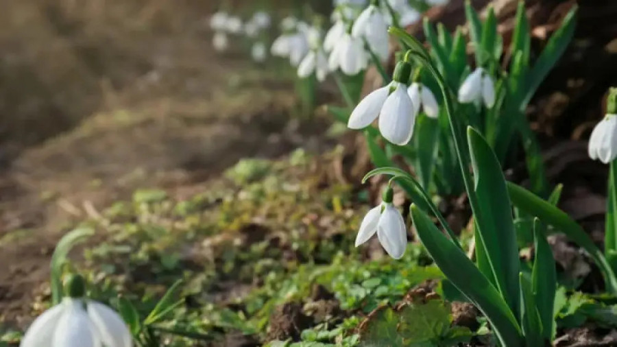 Алдағы күндері ауа райы қандай болады?