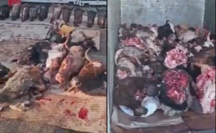 Полиция кең ауқымды операция өткізді: ұрланған мал сойған цехтар анықталды