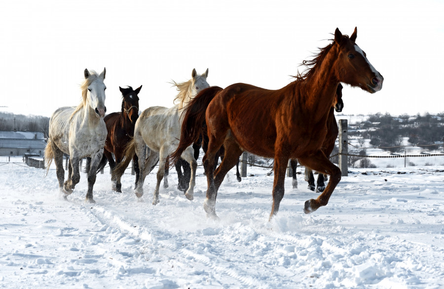 Мал тасжолға жиі шауып шығатын болған: бұл үшін кім жазаланады?