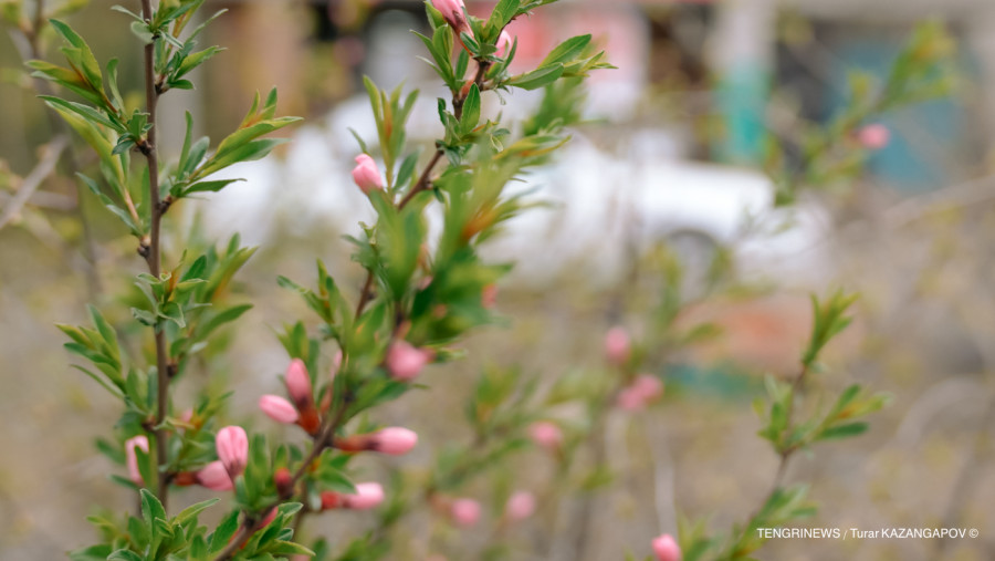 Күн күркіреп, тұман түседі: 13 сәуірде ауа райы қалай өзгереді?