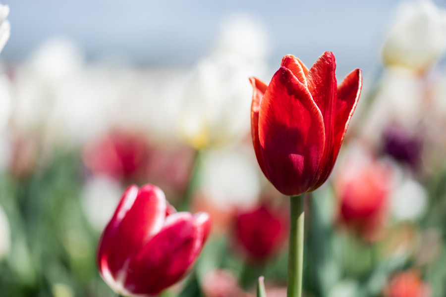 Қызғалдақтармен суретке түскен әкімнің басы дауға қалды