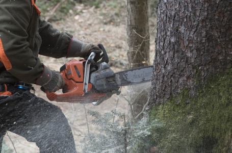 Пара алу схемасы мен WhatsApp-хабарламалар: “Ертіс орманының“ бұрынғы басшысы 12 жылға сотталды