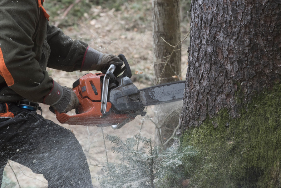 Пара алу схемасы мен WhatsApp-хабарламалар: “Ертіс орманының“ бұрынғы басшысы 12 жылға сотталды