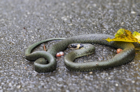 Үндістанда оқушылар өлген жылан қосылған тамақтан уланған - БАҚ