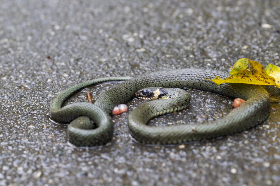 Үндістанда оқушылар өлген жылан қосылған тамақтан уланған - БАҚ