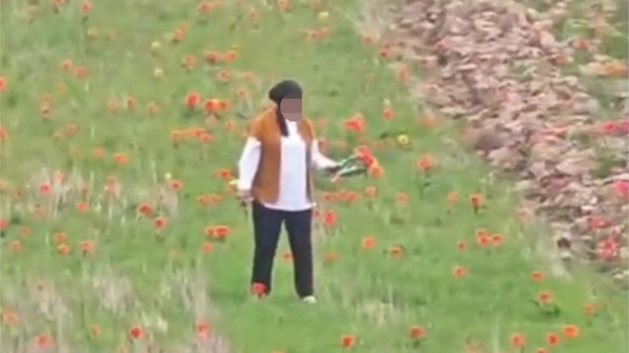 Қызғалдақ жұлып, басы дауға қалды: полиция жаңа дерек айтты