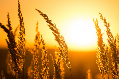 Алдағы күндері 38 градусқа дейін ыстық болады