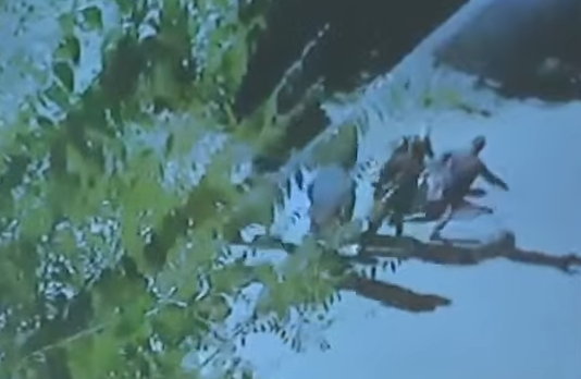 Шерзат ісі: сотта жантүршігерлік кадрлар көрсетілді