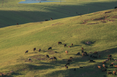 Қостанай облысында жер телімдері мемлекетке қайтарылды