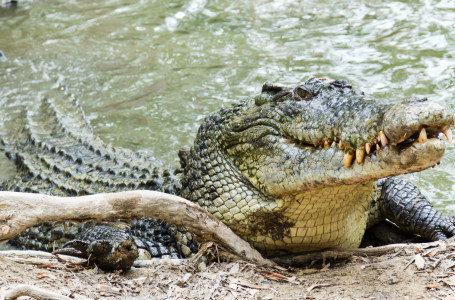 Үйінен қолтырауынның басы тәркіленген: Германияда қазақстандық ұсталды