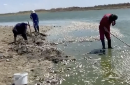 Атырау облысында тағы балық қырылып жатыр