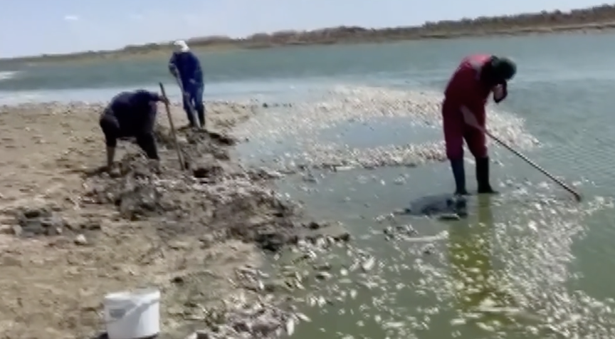 Атырау облысында тағы балық қырылып жатыр