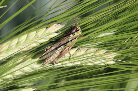 Тағы бір өңірде жайылым мен шабындықты шегіртке жайпап жатыр  