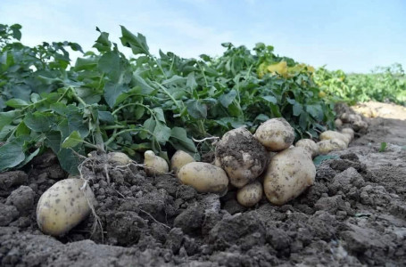 Түркістан: Сарыағашта ерте пісетін картопты жинау басталды