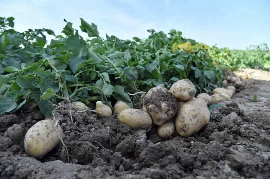 Түркістан: Сарыағашта ерте пісетін картопты жинау басталды