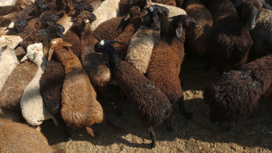 Құрбан айт 2025: Алматыда құрбан шалатын орындар анықталды