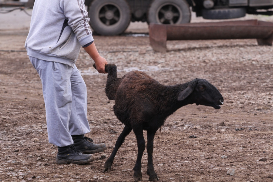 Құрбан айт 2025: Астанада құрбан шалатын орындар анықталды