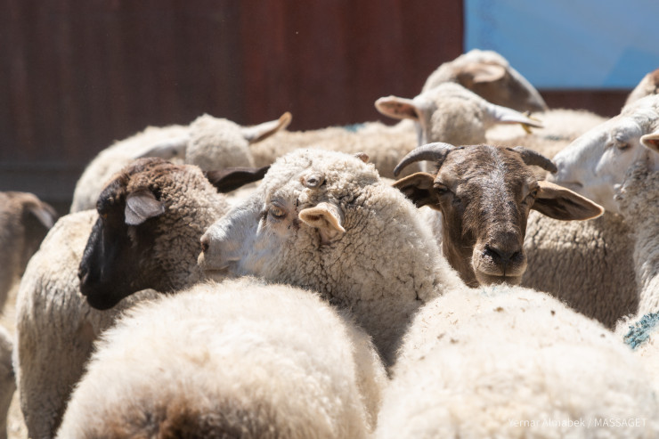 Тірі қойды көлікте тасымалдауға бола ма? Полиция жауабы