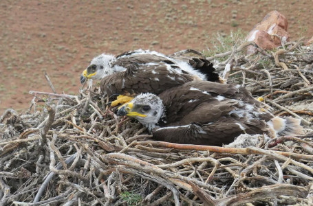 “Алтын-Емел“ паркінде сирек кездесетін құстың балапандары байқалды 