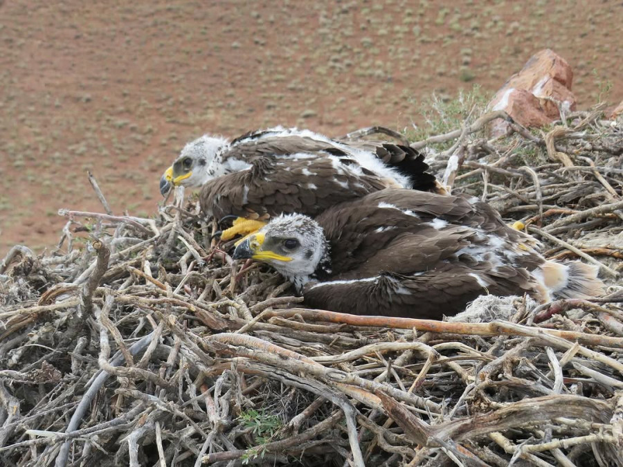 “Алтын-Емел“ паркінде сирек кездесетін құстың балапандары байқалды 
