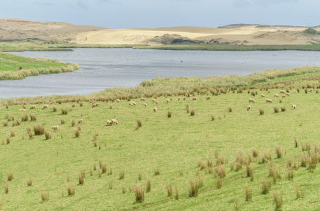 Жетісу облысында 100 миллион теңгеге бағаланатын жер мемлекет меншігіне қайтарылды