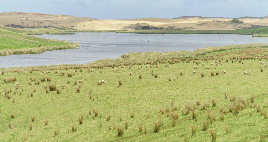Жетісу облысында 100 миллион теңгеге бағаланатын жер мемлекет меншігіне қайтарылды