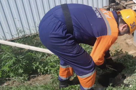 Оралда шұңқырға түсіп кеткен күшік құтқарылды