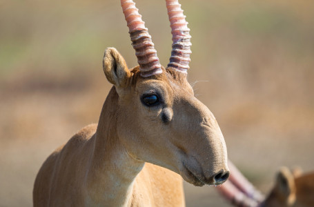 Бірнеше компания киік етін өңдеуге қызығушылық танытты - министр
