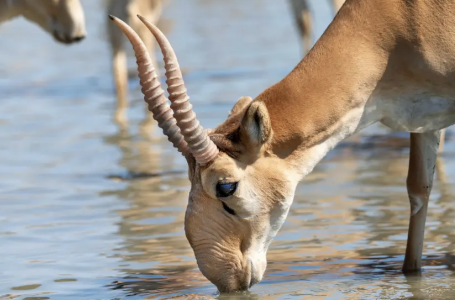Экология министрі киік санын реттеу туралы шешім қабылданғанын айтты
