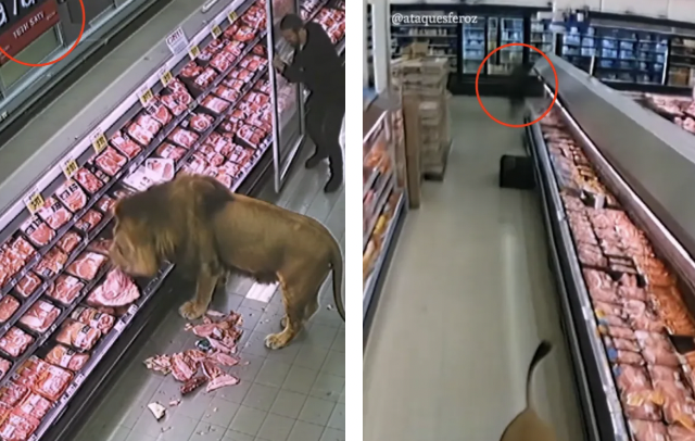 Жабайы арыстан супермаркетке шабуыл жасағаны рас па?