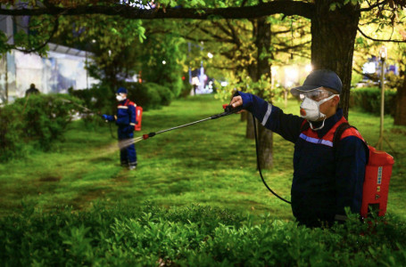 Алматыда қандала неге қаптап кетті? Маман түсіндірді