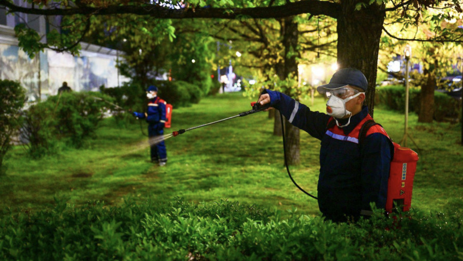 Алматыда қандала неге қаптап кетті? Маман түсіндірді