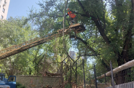 Қазақстанда ағашты заңсыз кескендерге жаза қатаң болады